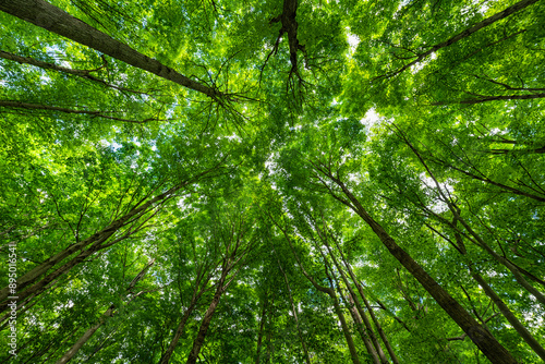 Beautiful summer foliage in the forests of Ontario become a vibrant green as the temperature rises; Strathroy, Ontario, Canada