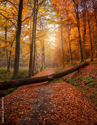 Autumn forest with fallen tree and a walking path. Beautiful fall woods trail with colorful foliage, tranquil and scenic natural environment. Beauty of nature seasonal landscape