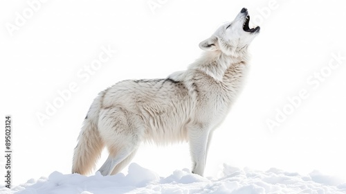 Arctic Wolf Howling in Snowy Landscape