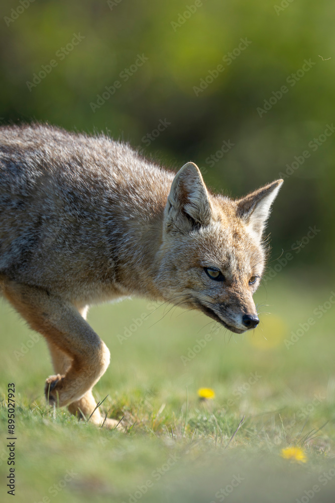 Close-up of South American gray fox walking (Lycalopex griseus) in Torres del Paine National Park; Chile Close-up of South American gray fox walking (Lycalopex griseus) in Torres del Paine National Park; Chile