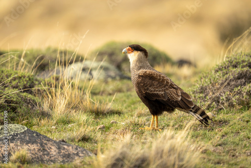 Crested caracara (Caracara plancus plancus) in profile on short grass in Torres del Paine National Park; Chile photo