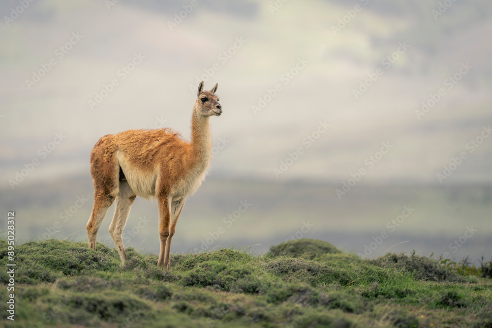 Guanaco (Lama guanicoe) stands among bushes on grassy hilltop in Torres del Paine National Park; Chile Guanaco (Lama guanicoe) stands among bushes on grassy hilltop in Torres del Paine National Park; Chile
