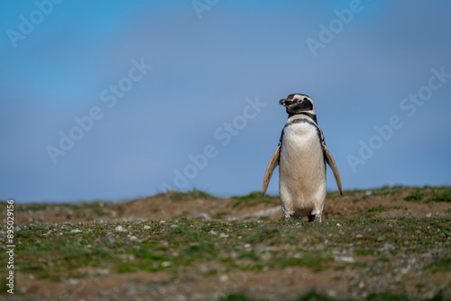 Magellanic penguin (Spheniscus magellanicus) on slope beneath blue sky; Magdalena Island, Magallanes Region, Chile