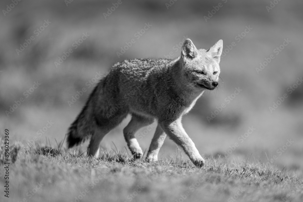 Monochrome South American gray fox (Urocyon cinereoargenteus) crosses plain in Torres del Paine National Park; Chile Monochrome South American gray fox (Urocyon cinereoargenteus) crosses plain in Torres del Paine National Park; Chile