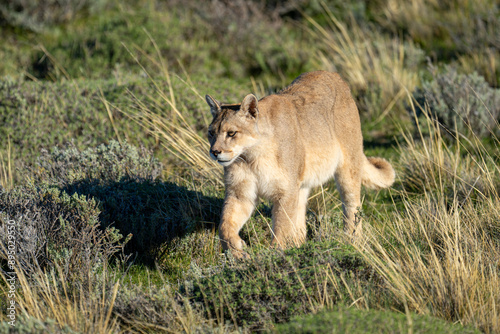 Puma (Puma concolor) crosses scrubland in sunlight lifting paw in Torres del Paine National Park; Chile