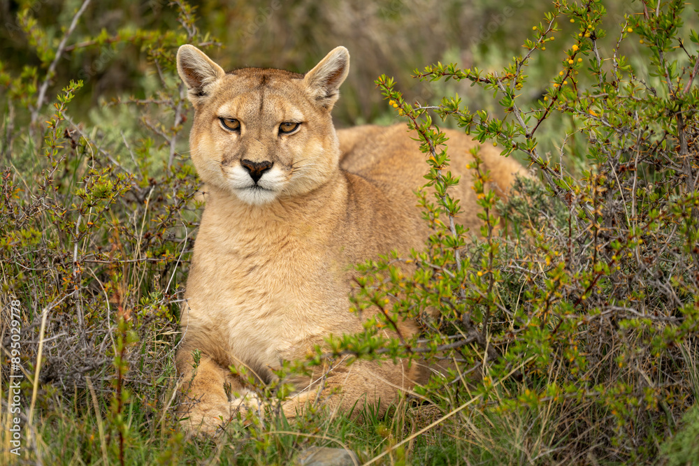 Puma (Puma concolor) lies in thick undergrowth eyeing camera in Torres del Paine National Park; Chile Puma (Puma concolor) lies in thick undergrowth eyeing camera in Torres del Paine National Park; Chile