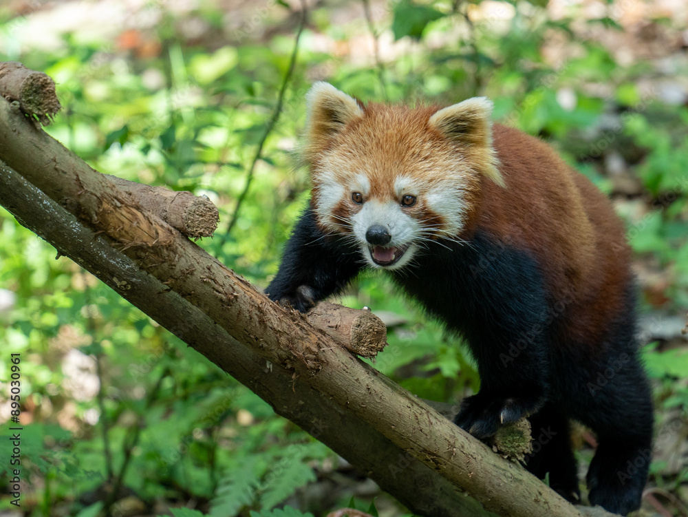red panda in tree red panda in tree