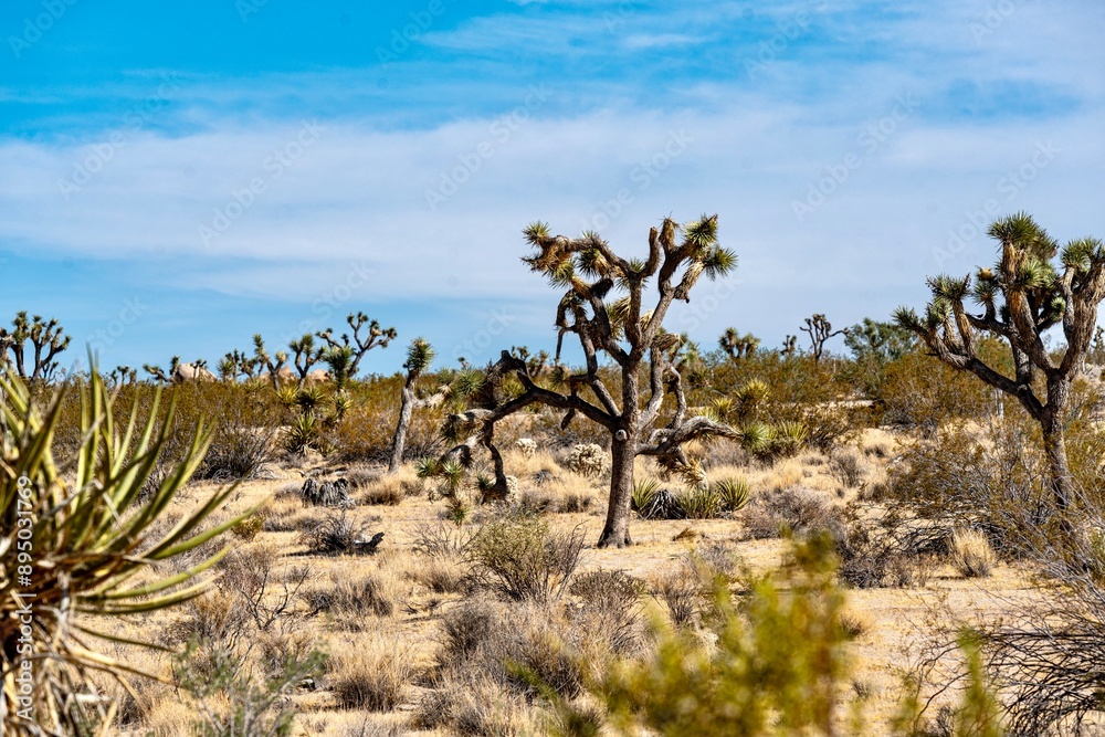 Joshua Trees, cacti, and other succulents and plants as seen on a bright summer day at in sunny Southern California