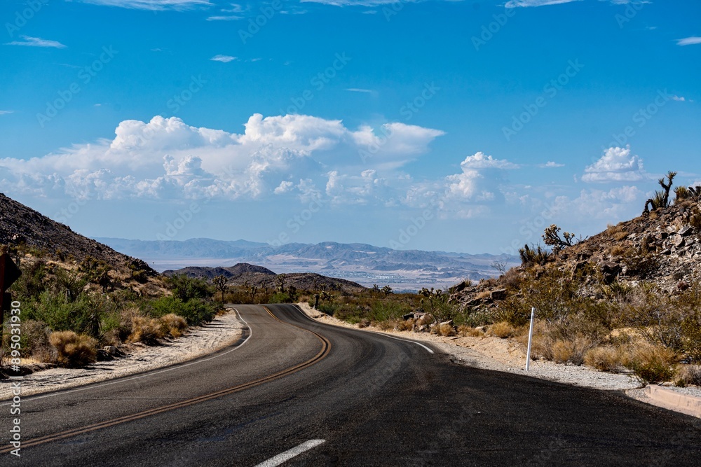 Joshua Trees, cacti, and other succulents and plants as seen on a bright summer day at in sunny Southern California