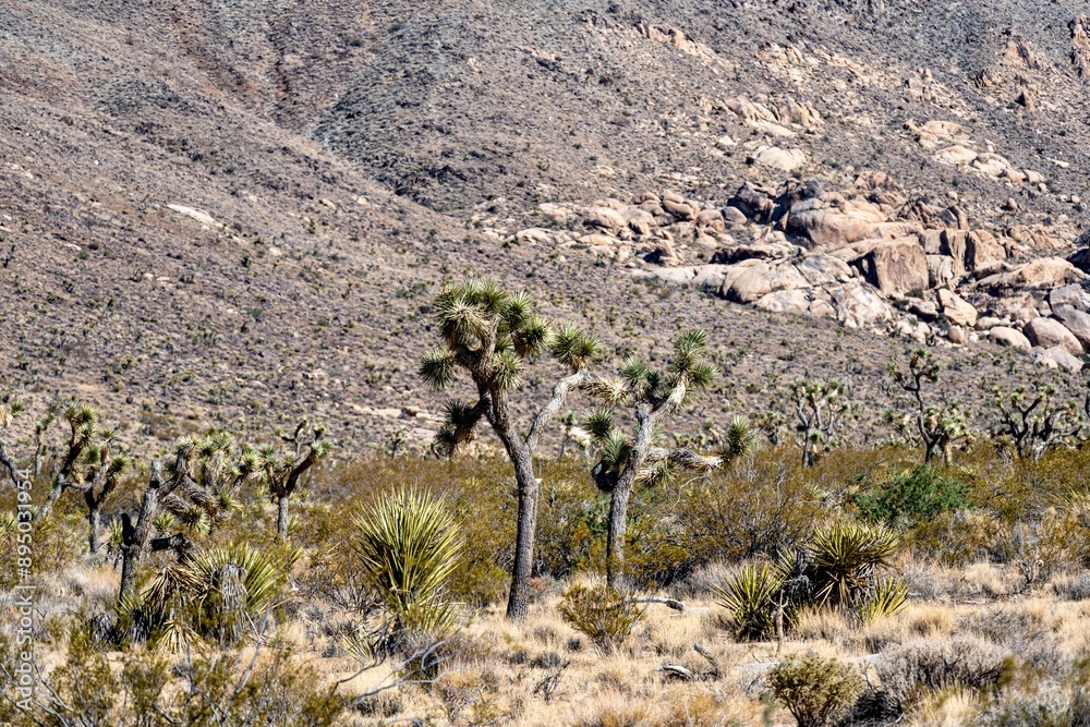 Joshua Trees, cacti, and other succulents and plants as seen on a bright summer day at in sunny Southern California