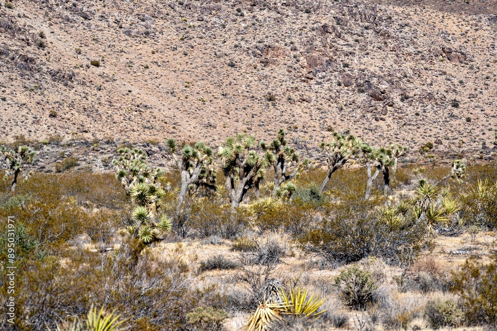 Joshua Trees, cacti, and other succulents and plants as seen on a bright summer day at in sunny Southern California