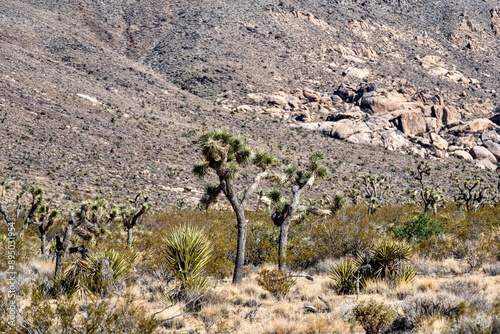 Obraz na płótnie Joshua Trees, cacti, and other succulents and plants as seen on a bright summer day at in sunny Southern California w salonie