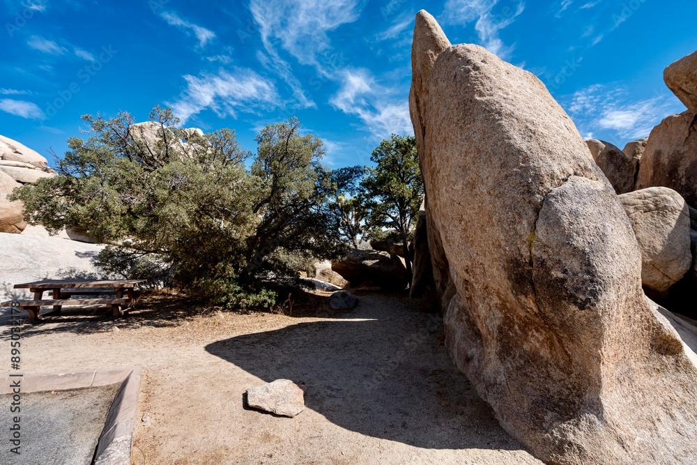 Joshua Trees, cacti, and other succulents and plants as seen on a bright summer day at in sunny Southern California