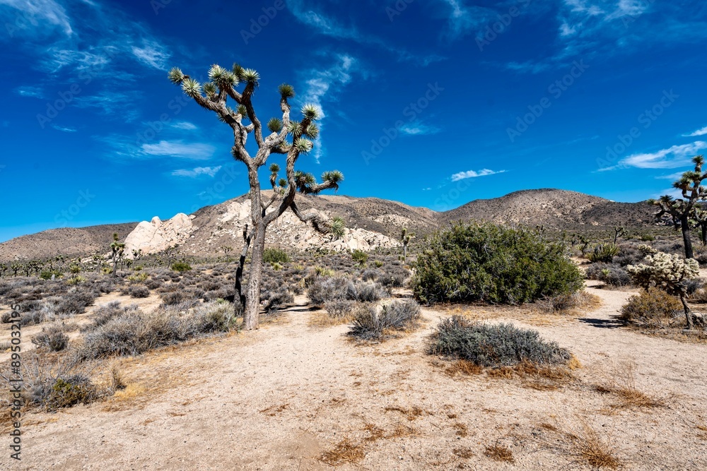 Joshua Trees, cacti, and other succulents and plants as seen on a bright summer day at in sunny Southern California