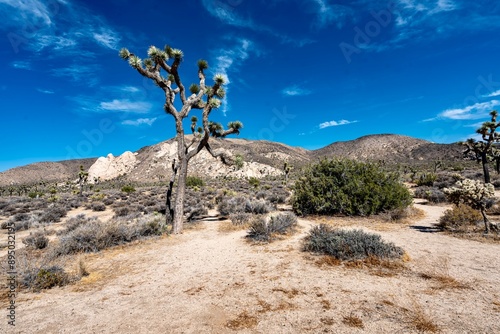 Obraz na płótnie Joshua Trees, cacti, and other succulents and plants as seen on a bright summer day at in sunny Southern California w salonie