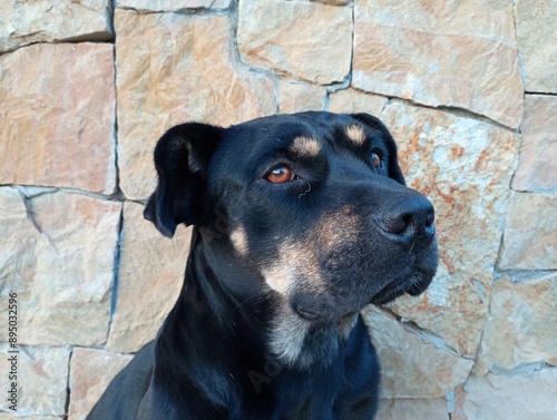 A black dog on the background of a sandstone wall. Pets and photos with them. Cute black young dog. photo