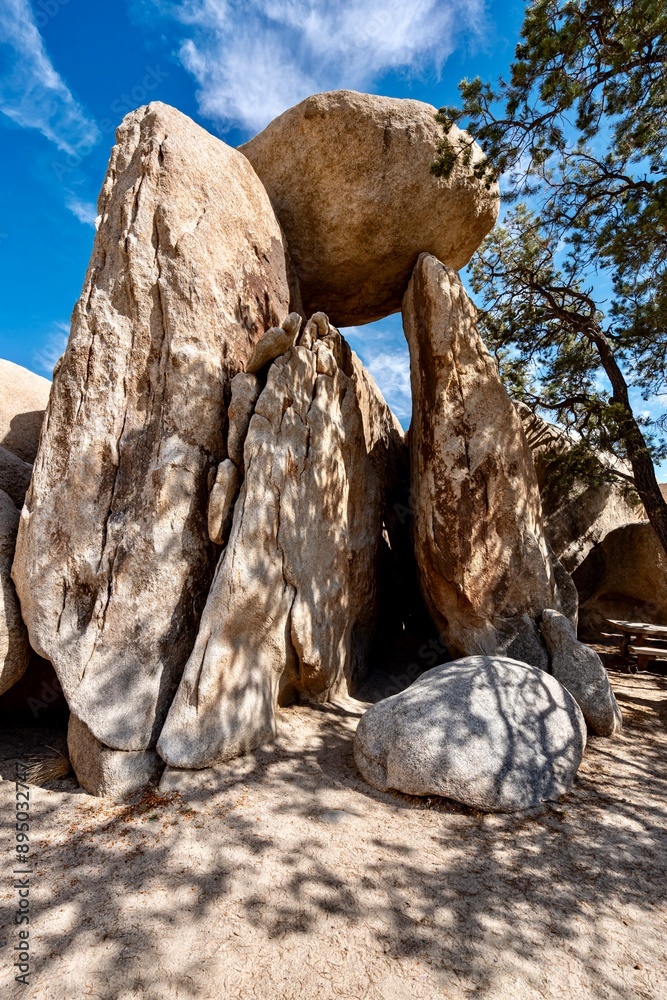 Joshua Trees, cacti, and other succulents and plants as seen on a bright summer day at in sunny Southern California