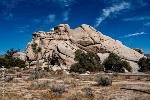 Joshua Trees, cacti, and other succulents and plants as seen on a bright summer day at in sunny Southern California 