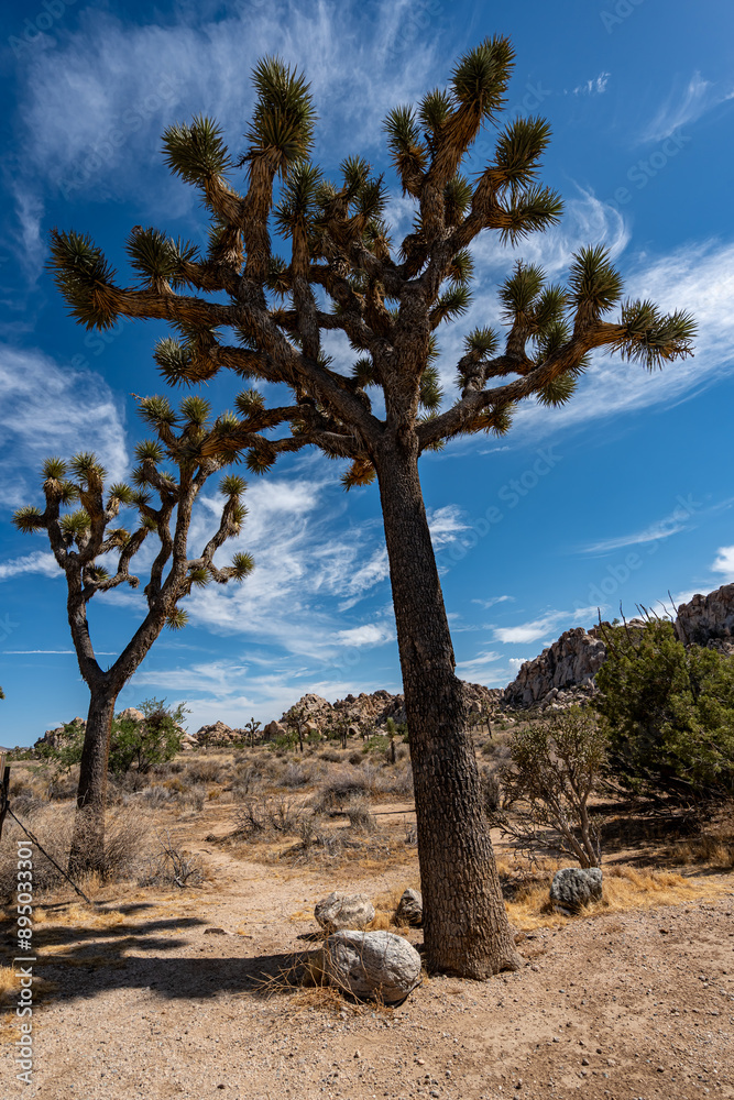 Joshua Trees, cacti, and other succulents and plants as seen on a bright summer day at in sunny Southern California