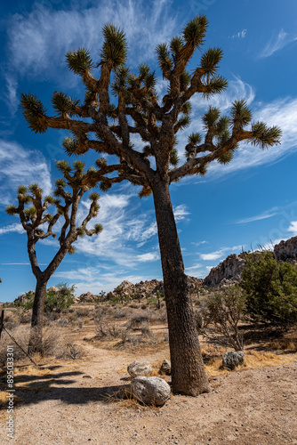 Obraz na płótnie Joshua Trees, cacti, and other succulents and plants as seen on a bright summer day at in sunny Southern California w salonie
