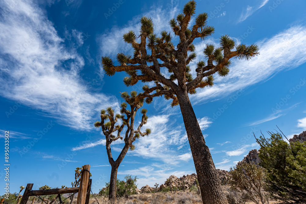 Joshua Trees, cacti, and other succulents and plants as seen on a bright summer day at in sunny Southern California