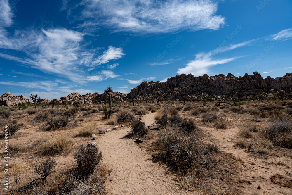 Joshua Trees, cacti, and other succulents and plants as seen on a bright summer day at in sunny Southern California