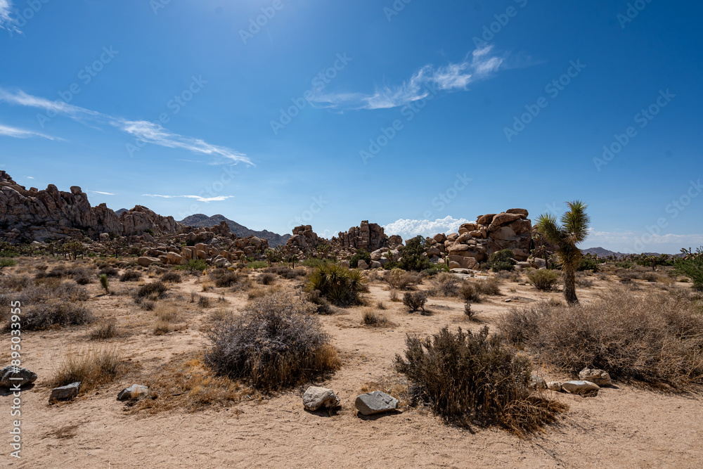 Joshua Trees, cacti, and other succulents and plants as seen on a bright summer day at in sunny Southern California
