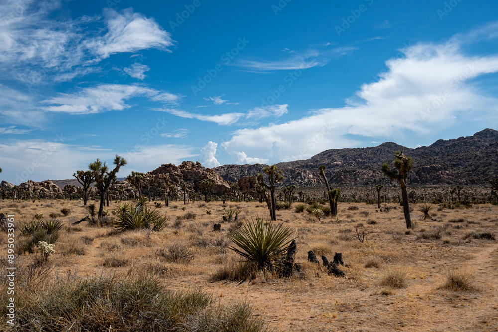 Joshua Trees, cacti, and other succulents and plants as seen on a bright summer day at in sunny Southern California