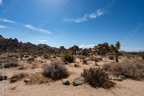 Obraz na płótnie Joshua Trees, cacti, and other succulents and plants as seen on a bright summer day at in sunny Southern California w salonie