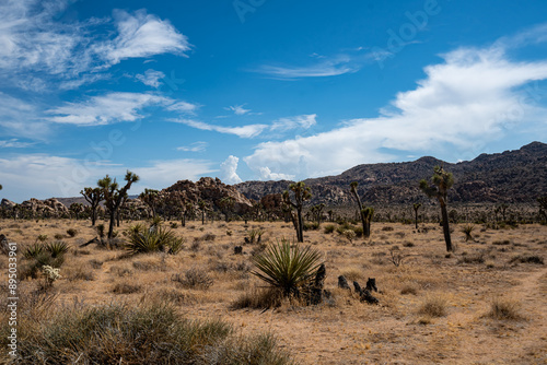 Obraz na płótnie Joshua Trees, cacti, and other succulents and plants as seen on a bright summer day at in sunny Southern California w salonie