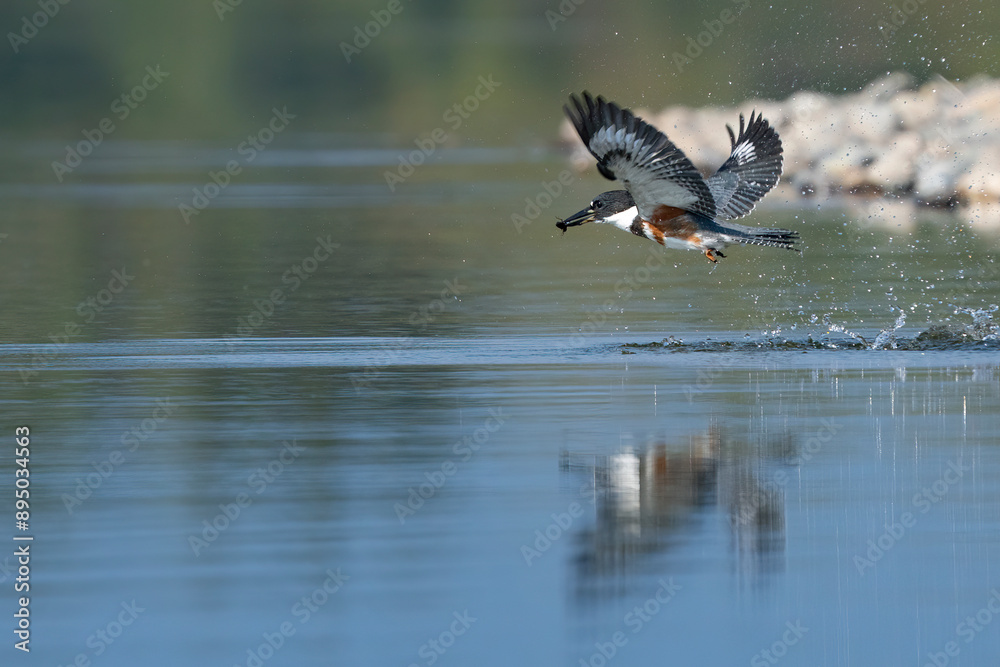 Belted kingfisher (Megaceryle alcyon) flying over the water catching prey in mouth; Teslin, Yukon, Canada Belted kingfisher (Megaceryle alcyon) flying over the water catching prey in mouth; Teslin, Yukon, Canada