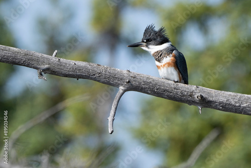 Close-up portrait of a belted kingfisher (Megaceryle alcyon) sitting on a branch; Teslin, Yukon, Canada photo