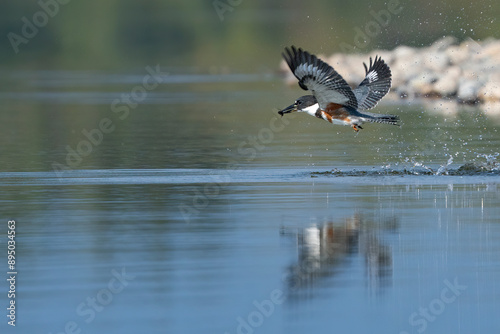 Belted kingfisher (Megaceryle alcyon) flying over the water catching prey in mouth; Teslin, Yukon, Canada photo