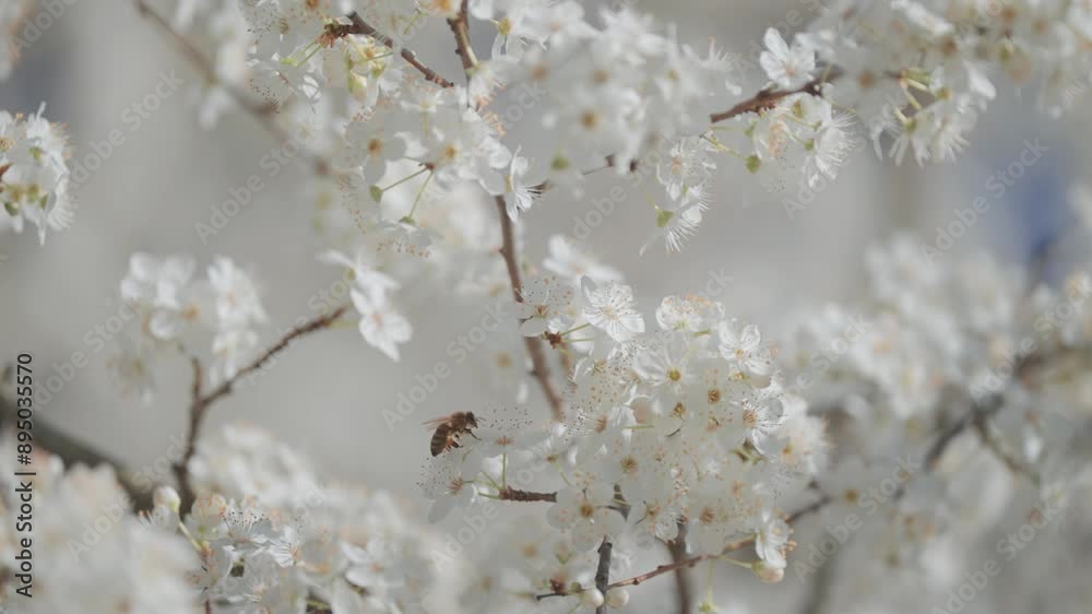 Close-up of bees gathering nectar on the blooming cherry blossoms with some buds yet to open, symbolizing the arrival of spring. Close-up of bees gathering nectar on the blooming cherry blossoms with some buds yet to open, symbolizing the arrival of spring.
