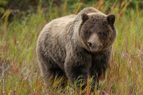 Close-up portrait of a grizzly bear (Ursus arctos horribilis) foraging for roots along a roadside meadow; Whitehorse, Yukon, Canada