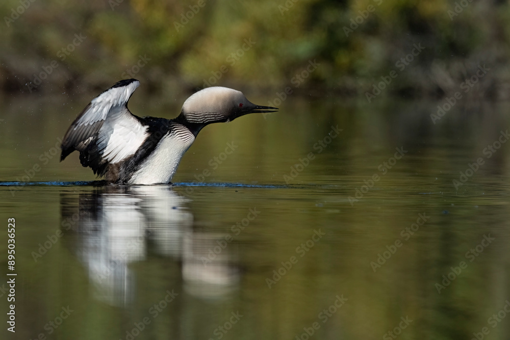 Pacific loon (Gavia pacifica) shaking water off of itself; Yukon, Canada Pacific loon (Gavia pacifica) shaking water off of itself; Yukon, Canada
