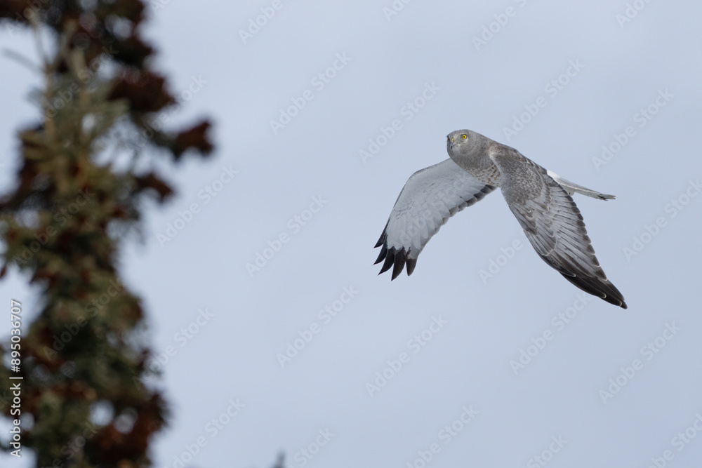 Northern Harrier (Circus hudsonius) are seen hunting along the highways of the Yukon in spring; Whitehorse, Yukon, Canada Northern Harrier (Circus hudsonius) are seen hunting along the highways of the Yukon in spring; Whitehorse, Yukon, Canada
