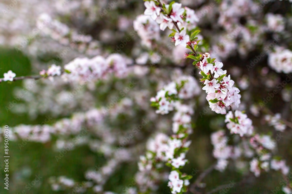 Blooming Branches Of Pink Flowers On A Spring Day Blooming Branches Of Pink Flowers On A Spring Day