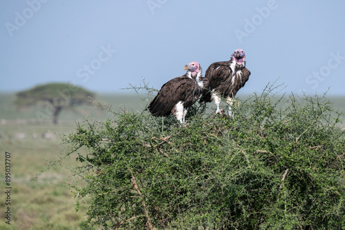 Pair of Lappet-faced Vultures (Torgos tracheliotos) perched on a tall shrub near Ndutu in the Ngorongoro Crater Conservation Area in Tanzania; Tanzania photo