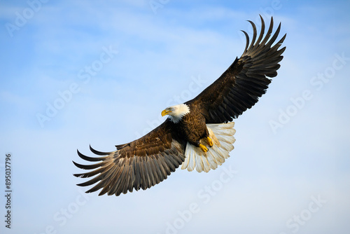 Bald Eagle Soaring soaring with primary feathers outstretched