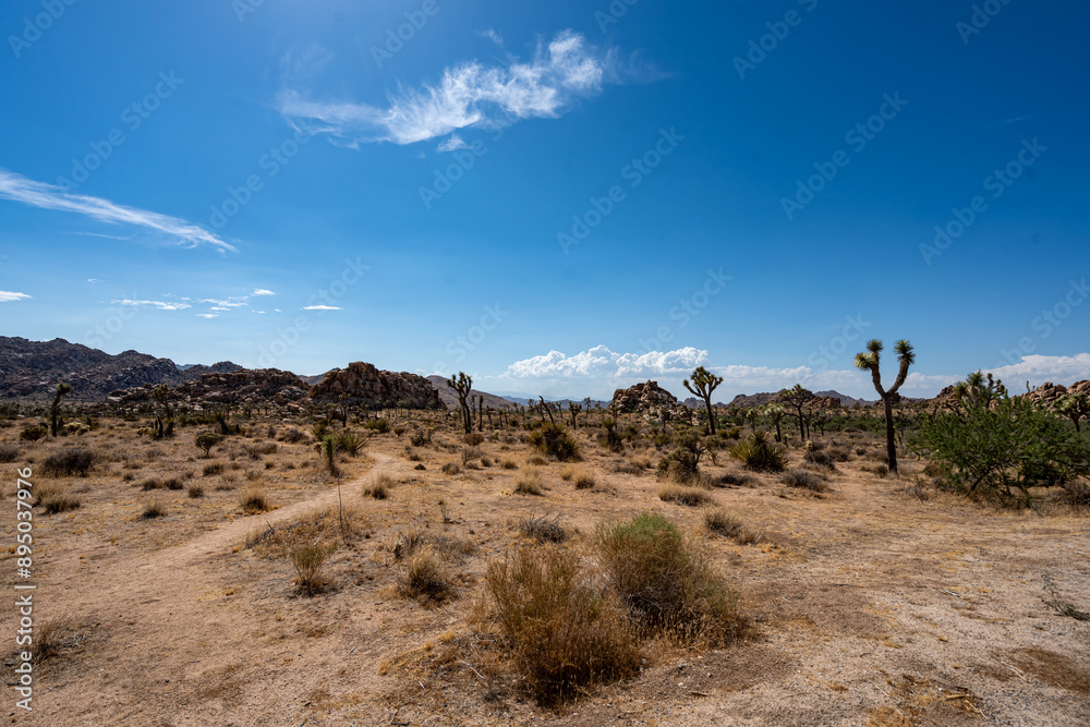 Joshua Trees, cacti, and other succulents and plants as seen on a bright summer day at in sunny Southern California