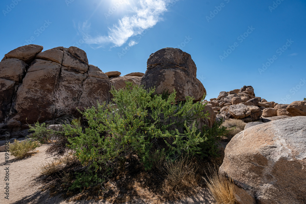 Joshua Trees, cacti, and other succulents and plants as seen on a bright summer day at in sunny Southern California