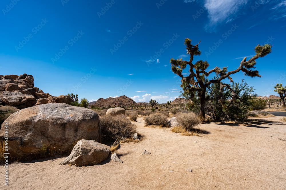 Joshua Trees, cacti, and other succulents and plants as seen on a bright summer day at in sunny Southern California