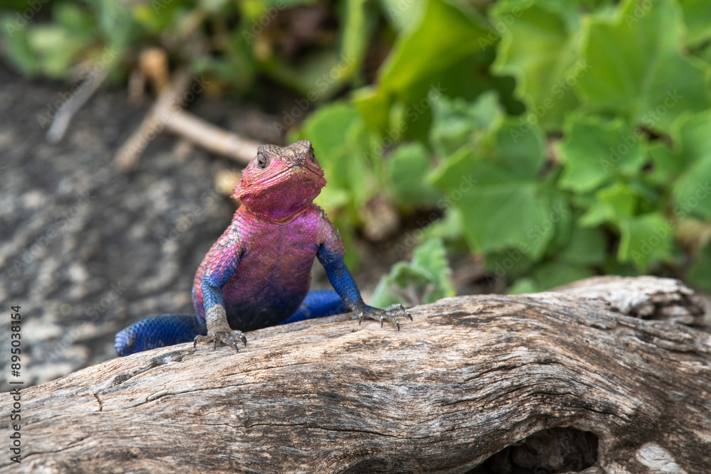 Flat-headed Rock Agama (Agama mwanzae) on a log at Naabi Hill in Serengeti National Park, Tanzania; Tanzania Flat-headed Rock Agama (Agama mwanzae) on a log at Naabi Hill in Serengeti National Park, Tanzania; Tanzania