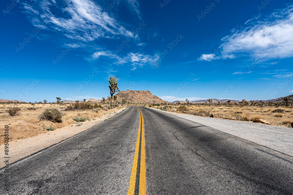 Joshua Trees, cacti, and other succulents and plants as seen on a bright summer day at in sunny Southern California
