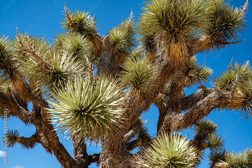 Joshua Trees, cacti, and other succulents and plants as seen on a bright summer day at in sunny Southern California