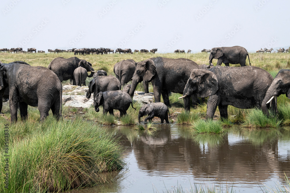 Female African Elephants (Loxodonta africana) with babies at a water hole with Wildebeest and Zebra in the background in Serengeti National Park, Tanzania; Tanzania Female African Elephants (Loxodonta africana) with babies at a water hole with Wildebeest and Zebra in the background in Serengeti National Park, Tanzania; Tanzania