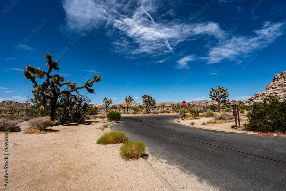 Joshua Trees, cacti, and other succulents and plants as seen on a bright summer day at in sunny Southern California