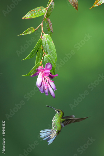 green crowned brilliant hummingbird in cloud forest of Panama photo