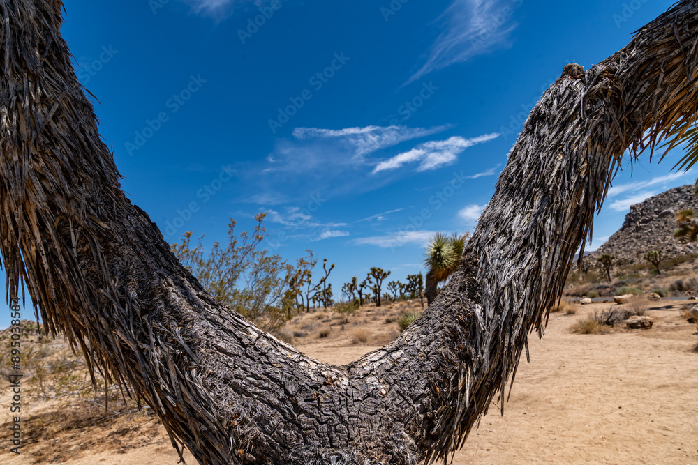 Joshua Trees, cacti, and other succulents and plants as seen on a bright summer day at in sunny Southern California